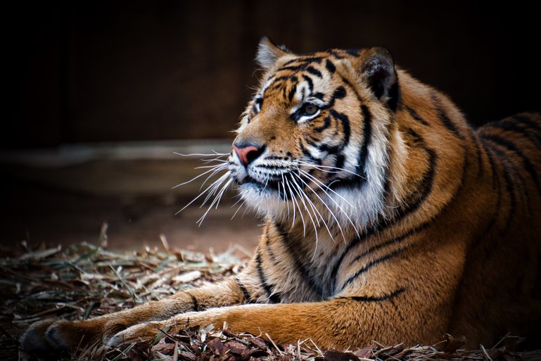 You can get very close to these big cats as they come right up to the glass that separates us