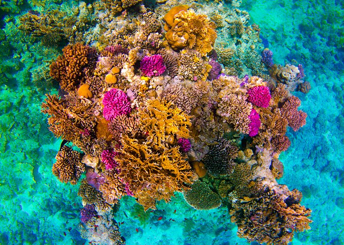 Coral reef in Red Sea