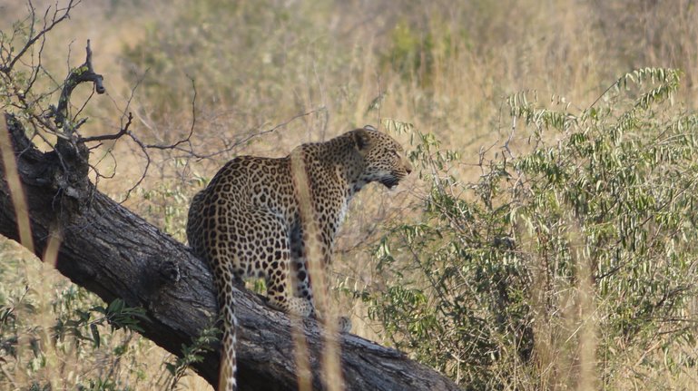 Leopard at Kruger National Park, South Africa