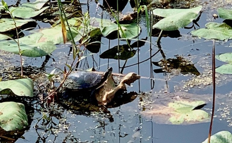 Turtle in Beaver Marsh