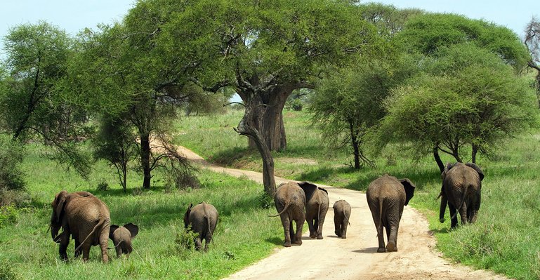 Big Elephant in Tarangire National Park