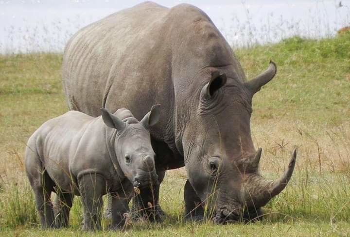 The Rhino in the crater one of the rare spotted big five