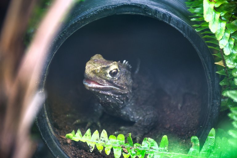 See the Tuatara peek out and see all that is going on.