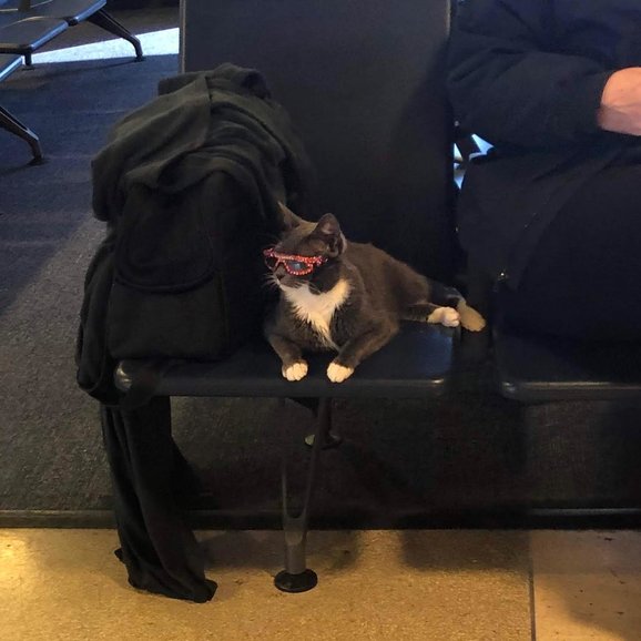 This pretty kitty stopped me in my tracks while boarding a flight at NY's La Guardia Airport!