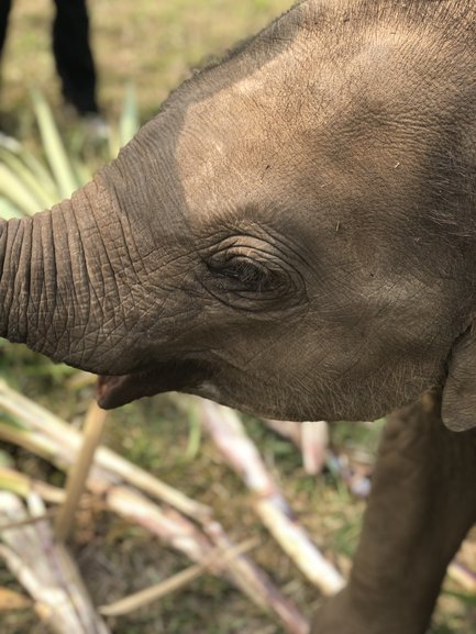 Baby Elephants are so Playful and Cute