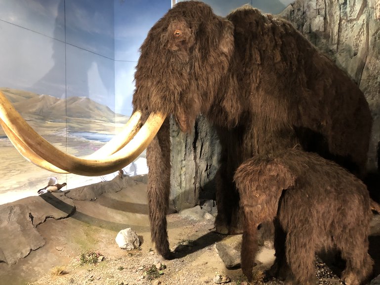 Woolly Mammoth