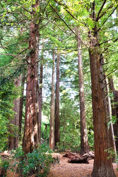 Tall and straight, these Redwoods are a great addition to the New Zealand forest.