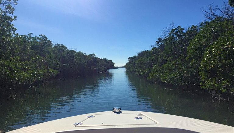 Boating through the mangroves from Islamorada