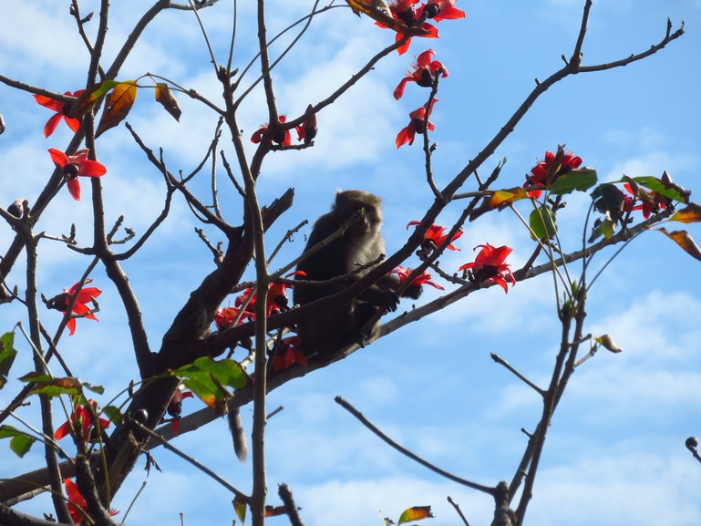 A monkey on the road between Kenting Street and Kenting Recreation Area