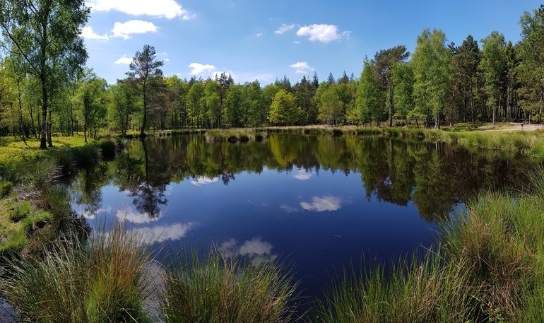 Pluizenmeer at the Renderklippen forest area in Heerde- picture by Bertil Olde Weghuis