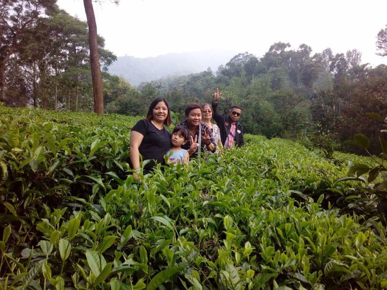 Mount Mas Tea Plantation Bogor West Of Java