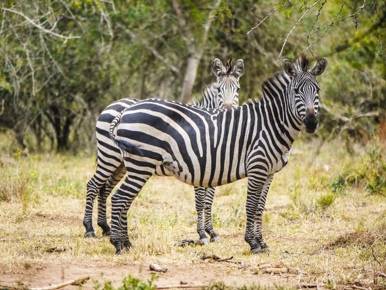 Zebras in Lake Manyara National Park