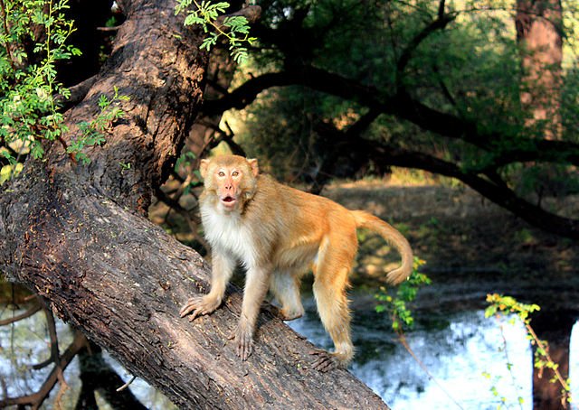 Picture Source- Wikipedia