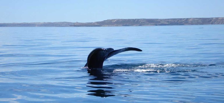 Whales watching at Penisula Valdes