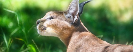 Wildlife Parks & Zoos of North Island, NZ