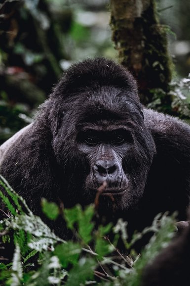 Gorilla Tracking In Uganda