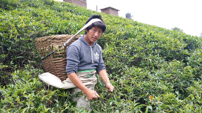 A young tea picker