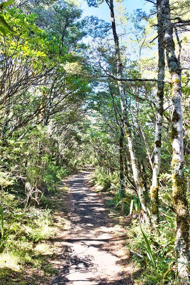 The level path of the Whakapapa Nature Walk