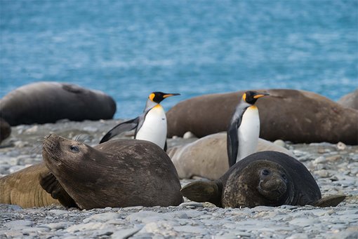 Tambo tips for visiting the great white continent