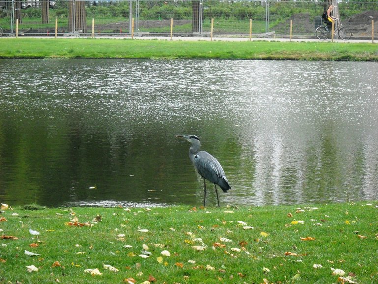 Vondelpark, a green sanctuary in the heart of Amsterdam