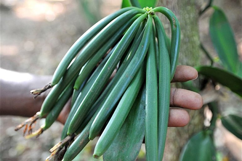 Vanila plant at the spice farm 