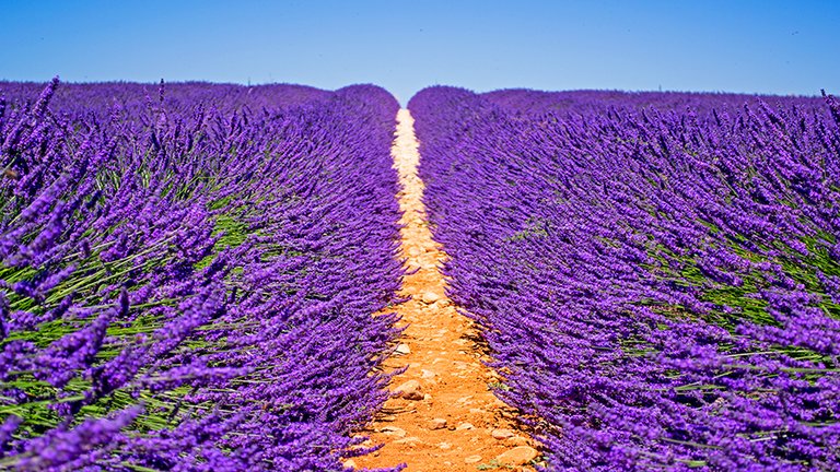 Intense purple lavender field in Plateau de Valensole