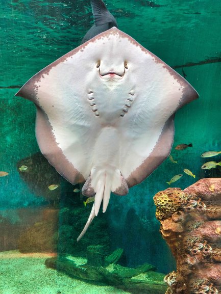 The Stingray float over the tunnels that you pass through.