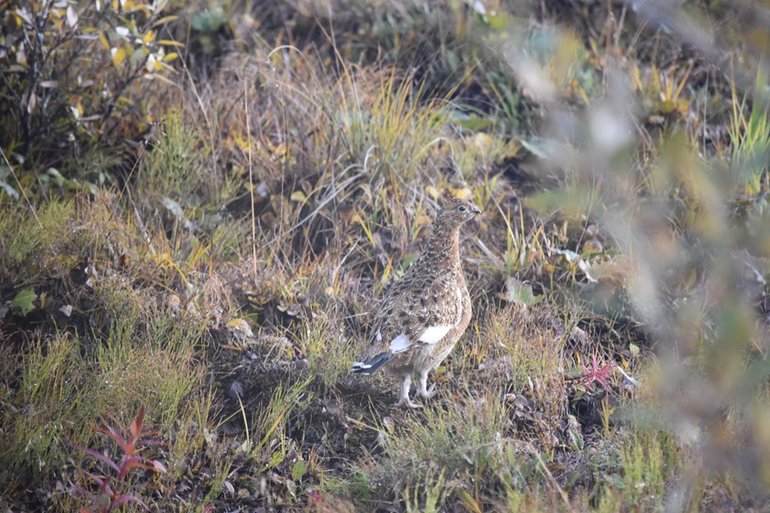 Ptarmigan, the national bird of Alaska