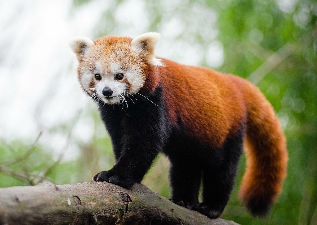 Sikkim Explore The Land Of The Glorious Red Panda