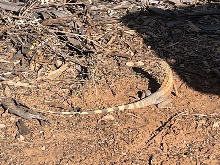 One of the friendly locals is a zebra lizard.