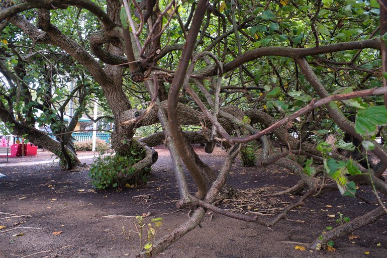 With so many branches, the kids will be busy for hours