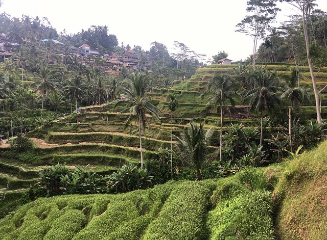 Tegallalang Rice Terrace