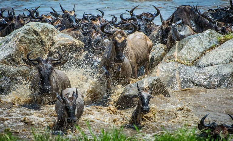 Great Migration - Tanzania Serengeti