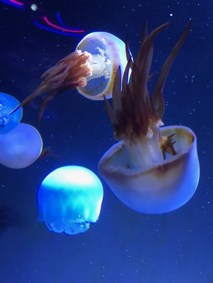 Watching Jellyfish float in tanks is mesmerising