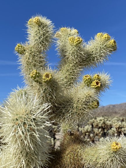 Choola Cactus