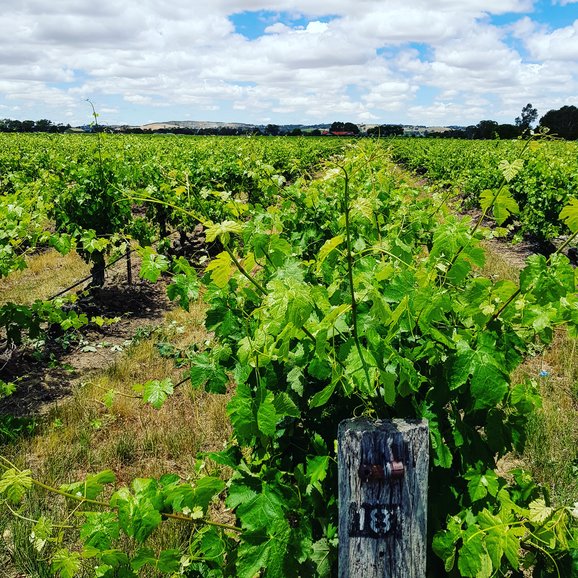 Elderton Wines Command Vineyard planted in 1894