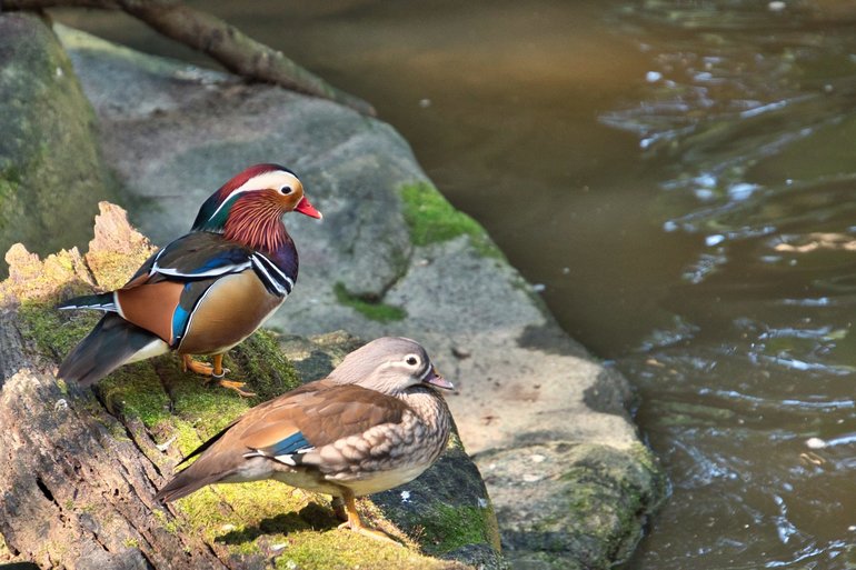 Mandarin Ducks share the area with other birds and the Lemurs