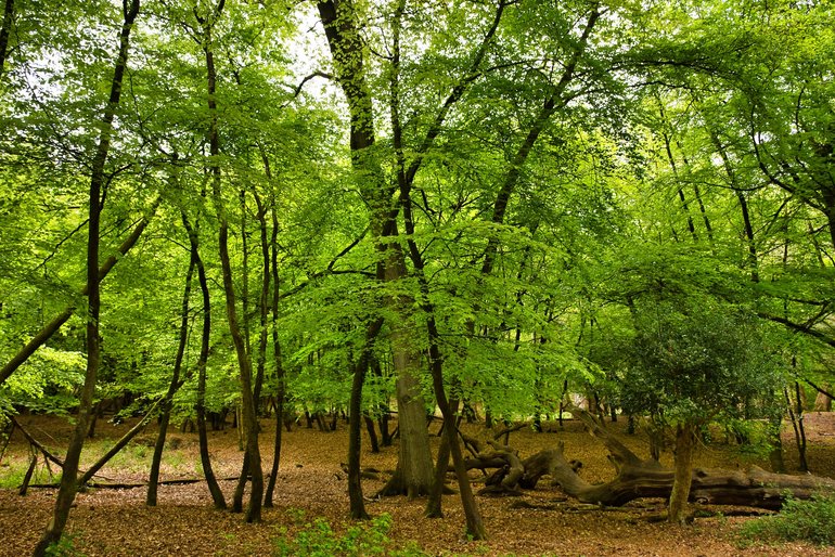 Taking a walk through the trees of the New Forest