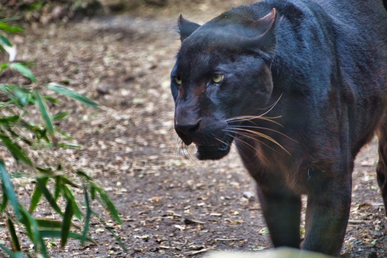 The Black Leopard also known as the Exmoor Beast