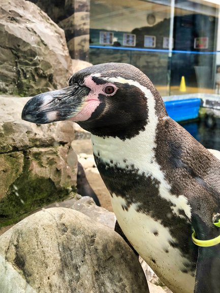 A curious Humboldt Penguin checking out whose in the Cafe