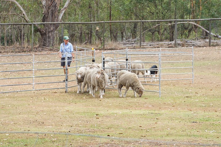 You will learn all about farming in New Zealand. Dog shows and shearing the sheep, are all part of the experience.