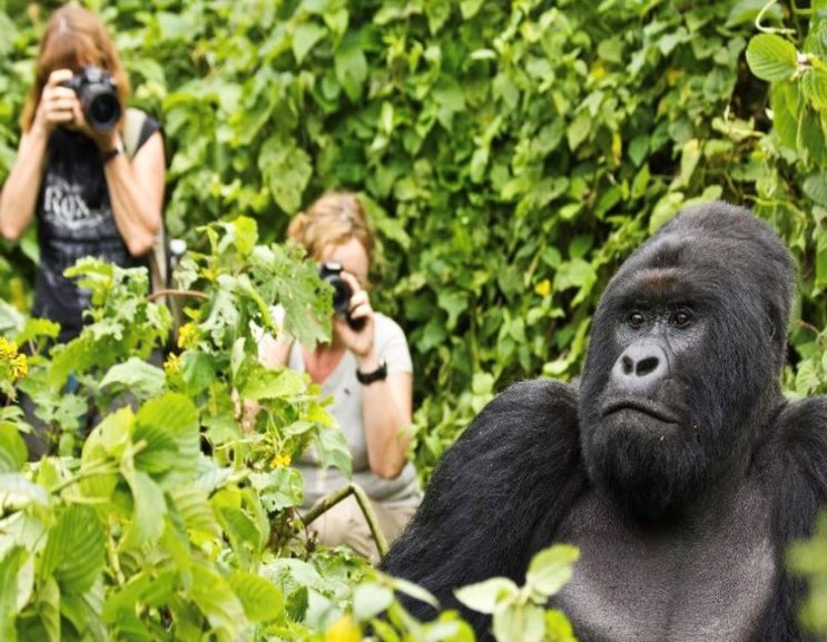 Mountain Gorilla