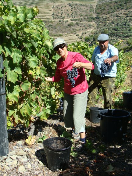 Harvest in Douro Valley