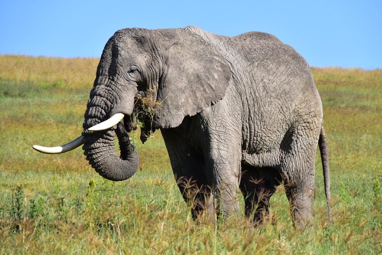 The Elephants in the Tarangire National Park
