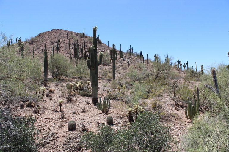 Saguaro cacti at Desert Botanical Gardens, Phoenix