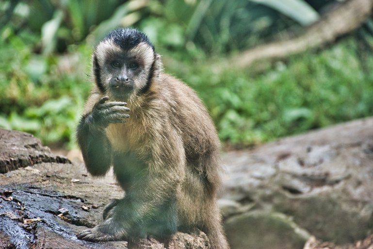 It's a delightful little zoo that will keep the kids entertained for hours with the antics of the otters and monkeys.