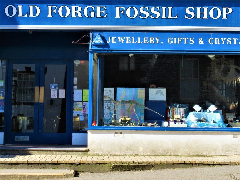 A Fossil Shop
