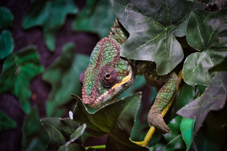 The Chameleon blending in with the foliage