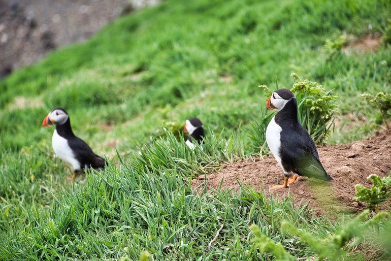 Three Puffins waiting by their burrows for their partners to come back with Sand Eels