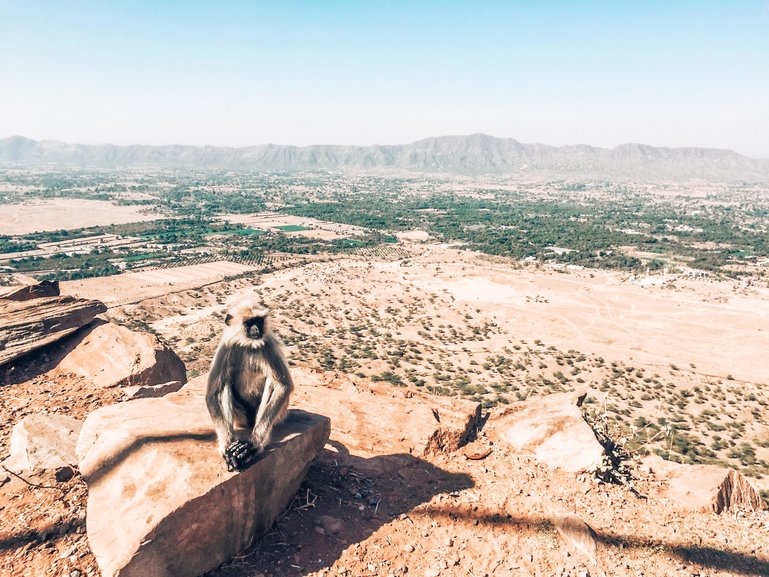 A relaxed monkey in the Thar desert in Bikaner 